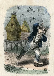 As abelhas atacam uma criança perto da sua colmeia. Ilustração do século XIX. Coleção Bianchetti
