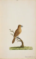 Ave, possivelmente uma espécie de Flycatcher.ainda não identificada, talvez um tipo de Silky-Flycatcher de cauda longa, 