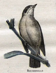 Aves Úteis para a Agricultura: Rousserolle