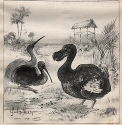 Aves que desaparecem: o dodô (ou dronte) e o apteryx (ou kiwi kiwi) - Gravura em "La Science francaise