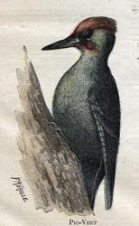 Pássaros úteis para a agricultura: Pica-pau verde