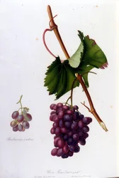 Uvas pretas. Gravura do século XIX.