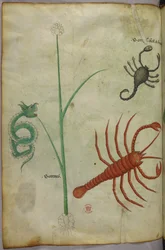 Ilustração botânica e animal.
