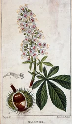 Quadro botânico - Flores, folhas e frutos do castanheiro