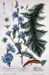 Tábua botânica: cichorium factivum velseris (chicória dos jardins).