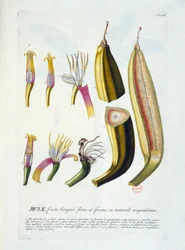 Tábua botânica: flores e corte de banana. s.d. século XIX.