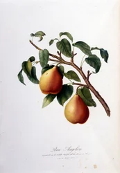 Quadro botânico representando a pera angelica. 1820 - 1822
