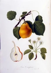 Quadro botânico representando o pera campana. 1820 - 1822.
