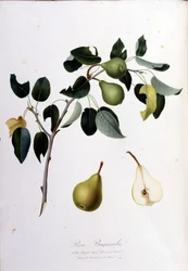 Quadro botânico representando o pera campana. 1820 - 1822.