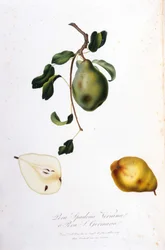 Quadro botânico representando o pera spadona. 1820 - 1822.
