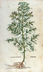 Tábua botânica: rosmaninho (rosmarinus). Herbário de Lheonard Fuchs, "Historia Stirpium", Bale