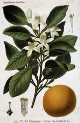 Ramo, flor e fruto da laranjeira - tábua botânica
