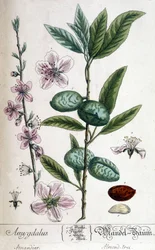 Ramo, flor e fruto da amendoeira - tábua botânica