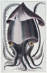 Lula brasileira - depois de Denys Montfort em "Histoire naturelle générale et peculiar des mollusques", Paris