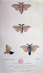 Borboletas: Doença do bicho-da-seda - Estudo do Pasteur