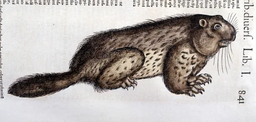 Castor - em "Historia Animalium" de Conrad Gesner (1516 - 1565), Tiguri