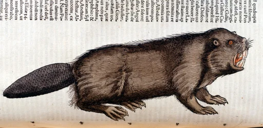 Castor - in "Historia Animalium" de Conrad Gesner, Tiguri