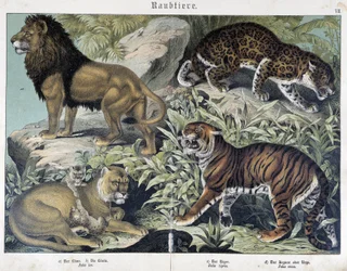 Gatos: leão, leoa, tigre - em "Natural histories of mammals", ed. Schreiber