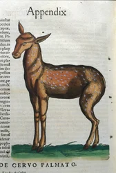 Cervidae (antílope?) em Historia Animalium de Conrad Gesner (1516 - 1565), Tiguri