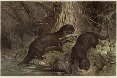 Lontra chilena - Lontra provocax - gravura de "Brehm