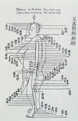 Acupunctura chinesa: o meridiano da bexiga