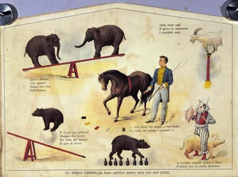 Circo: uma tábua representando diferentes tipos de espectáculos de animais eruditos com elefantes, um bode, um urso, um cavalo e um porco. Ilustração do século XIX