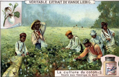 Cultura do algodão na América do Norte. Cromolitografia de Liebig do século XIX