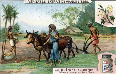 Cultivo do algodão: lavoura e sementeira na Índia. Cromolitografia, imagem de Liebig.