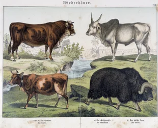 Vaca, carne de vaca, yack - em "História Natural dos Mamíferos", ed. Schreiber