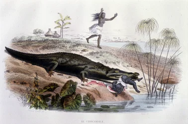 Crocodilo devorando uma criança pequena - in "Histoire Naturelle" de Lacépède, ed. Furne, Paris