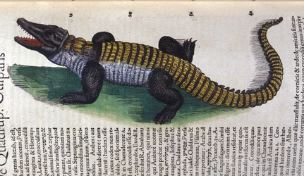 Crocodilo. em Historia Animalium por Conrad Gesner (1516 - 1565), Tiguri