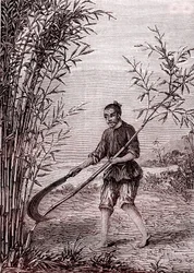 Corte de bambus, fabrico de papel na China (século III a.C.) (gravura)