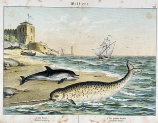 Dauphin e Narval (ou Narhwal), um cetáceo - em "Natural Stories of Mammals", ed. Schreiber
