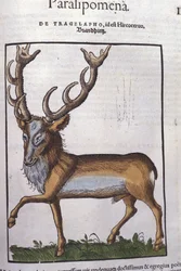 Veado após Historiae animalium por Konrad Gesner, Tiguri