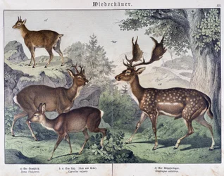 Diche, camurça - em "Histórias naturais dos mamíferos", ed. Schreiber