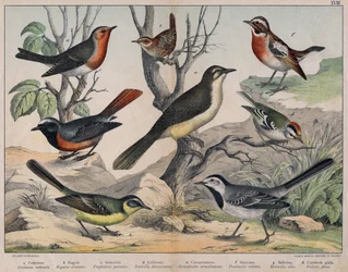 Diversas ilustrações de aves "História" das aves naturais". ed. Hoepli, Milão