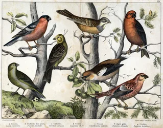 Diversas ilustrações de aves "História" das aves naturais". ed. Hoepli, Milão