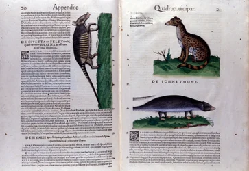 Página dupla de Historia Animalium de Conrad Gesner (1516 - 1565), Tiguri