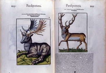 Página dupla de cervos em Historia Animalium de Conrad Gesner (1516 - 1565), Tiguri