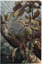 Draco volans, variedade de lezard arborícola - Draco (gênero) (dragões voadores) - gravura de "Brehm