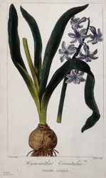 Jacinto Oriental (Hyacinthus Orientalia) Tábua botânica de plantas asiáticas do século XIX.