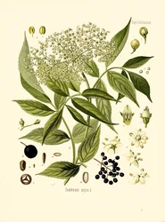 Árvore de furo de Ancião (cor litho)