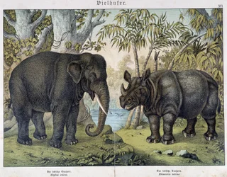Elefante e rinoceronte - em "Histórias naturais de mamíferos", Ed. Schreiber, Munique
