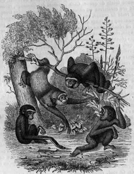 Gravura representando o Gibbons Hoolock da Índia.