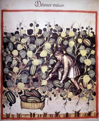Gravura representando a coleção de melões do "Tacuinum Sanitatis". B.N., Viena.