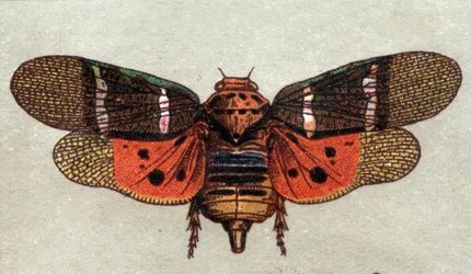 Entomologia: representação de uma cigarra com nove manchas, série insectos, início do século XX (cromo)