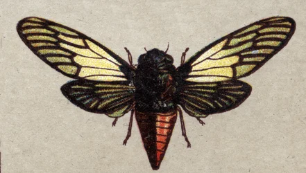 Entomologia: representação de uma cigarra vermelha, série insectos, início do século XX (cromo)