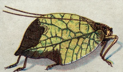 Entomologia: representação de uma folha errante, série insectos, início do século XX (cromo)