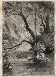Expedição à América (1799-1804) por Alexander von Humboldt (1769-1859) e Aime Bonpland (1773-1858): os exploradores descem ao Orenoque, rodeados pelas gigantescas árvores da floresta amazônica (Cano Pimichin, Venezuela) - ilustração tirada de "The Great