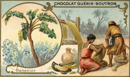 Tecido feito com a fibra das peles de banana. Cromolitografia, embalagem de chocolates Guérin Boutron.